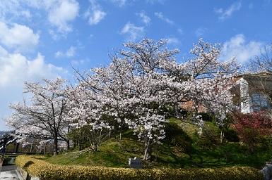 学内の桜１