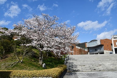 学内の桜４