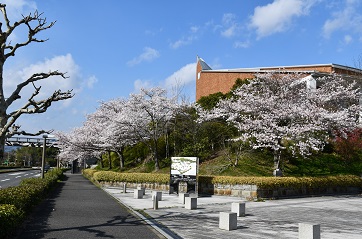 学内の桜２