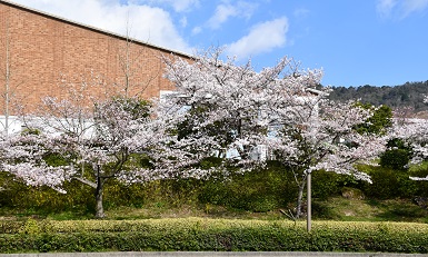 学内の桜３