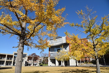 学内のいちょう1