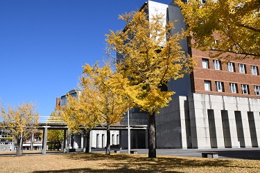 学内のいちょう４