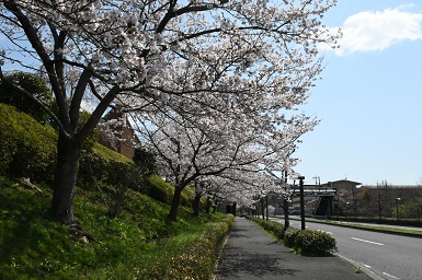学内の桜３