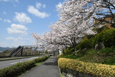 学内の桜２