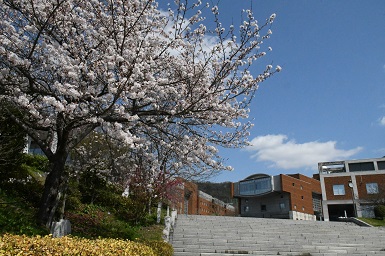 学内の桜１