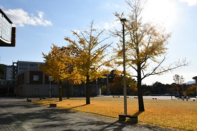 学内のいちょう１