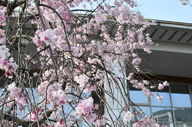 学内の桜２