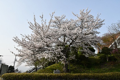 学内の桜１