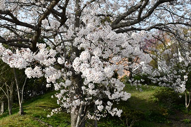 学内の桜３