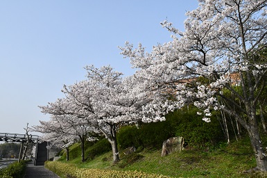 学内の桜４