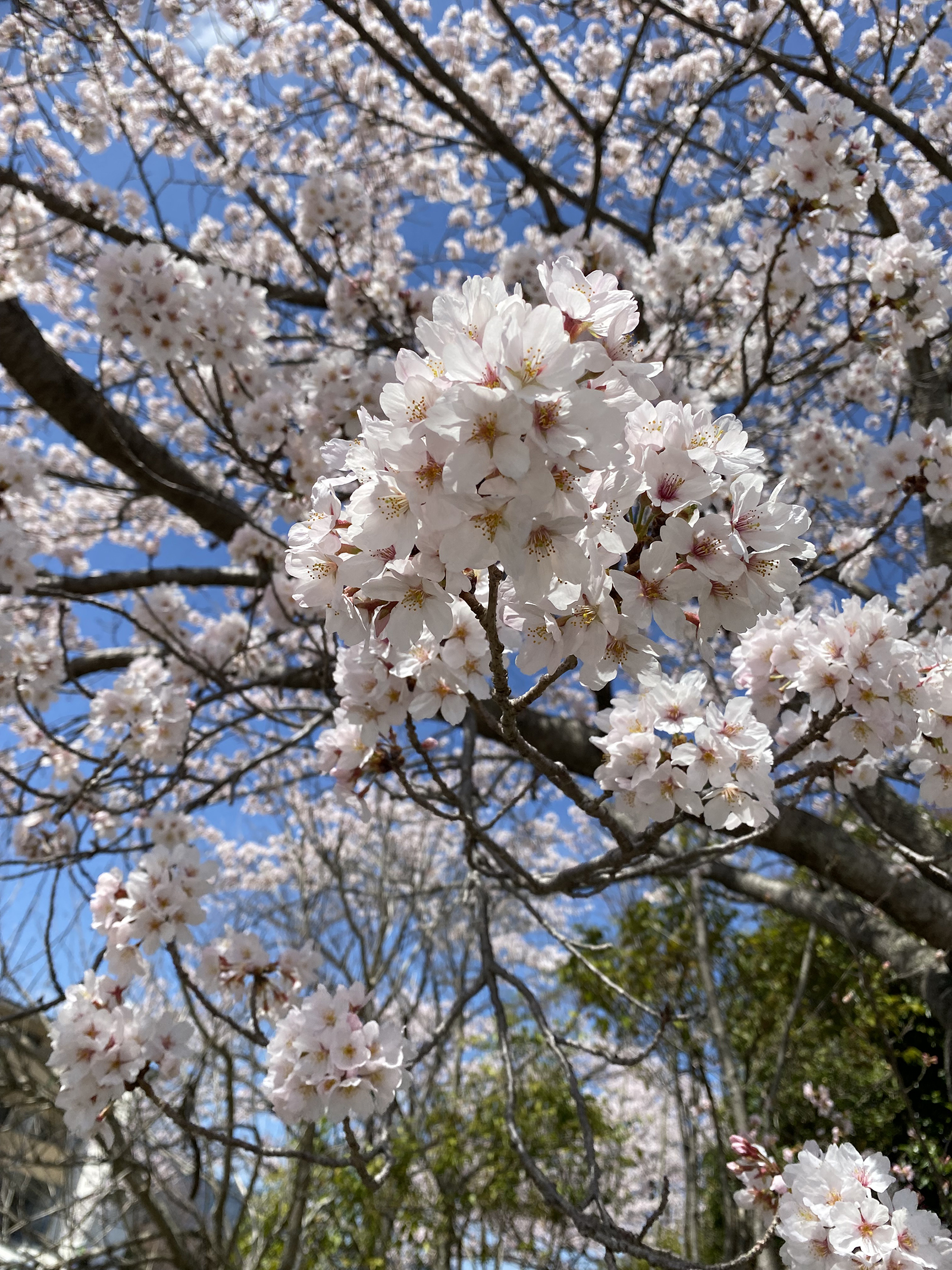 学内の桜１