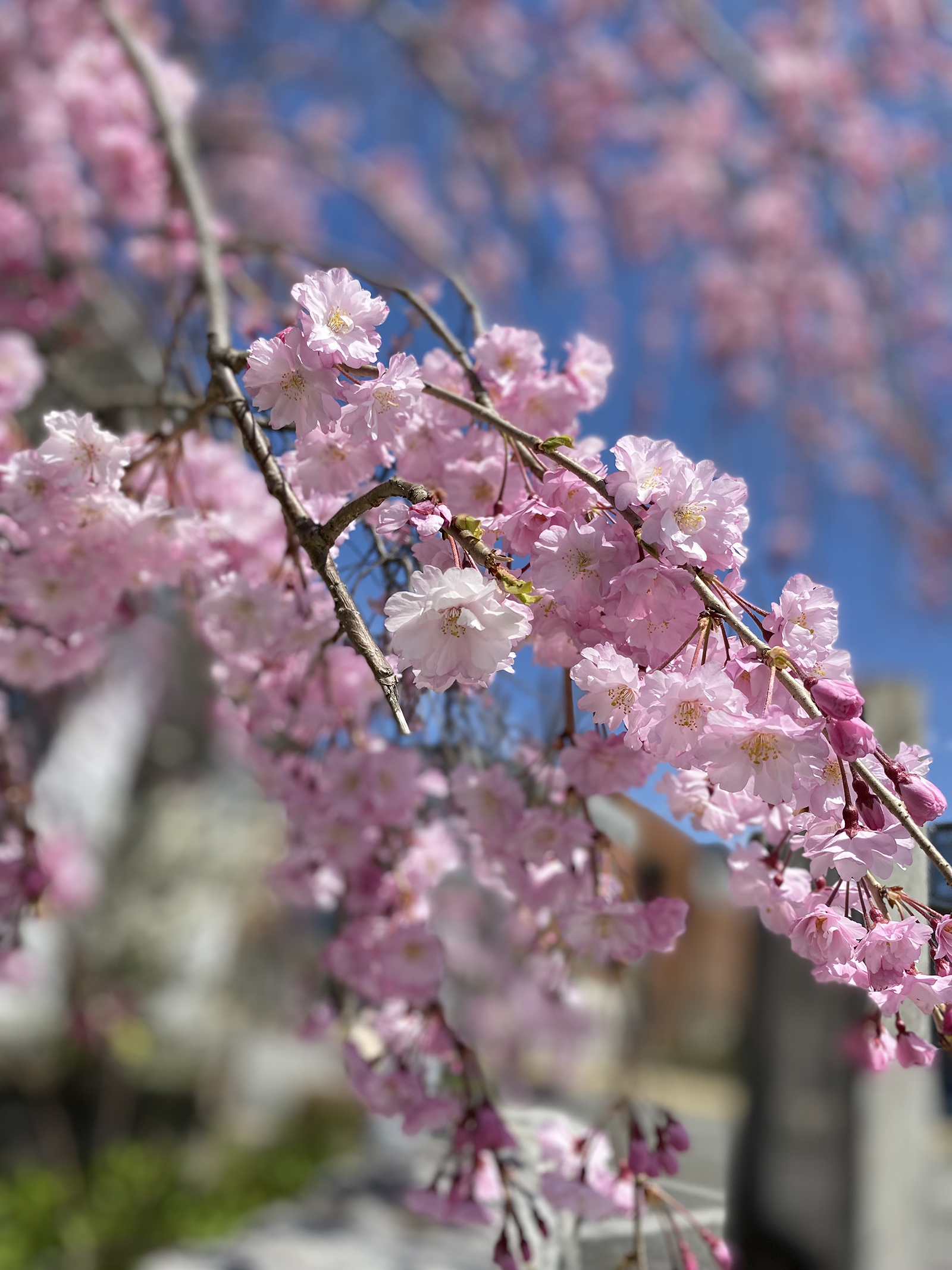 学内の桜２