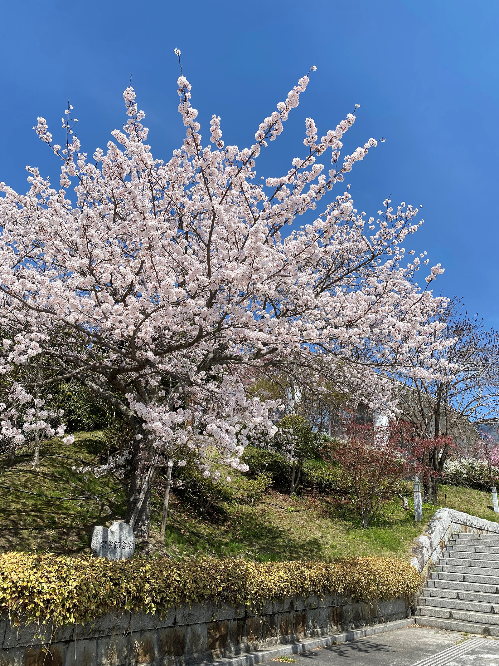 学内の桜３