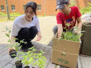 イニアビ農園から譲っていただいた苗を植える