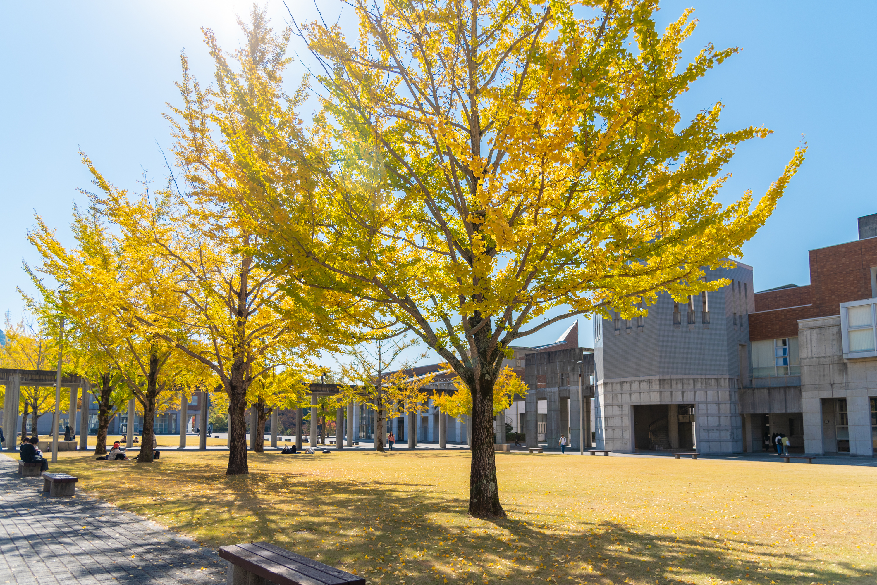 学内のいちょう１