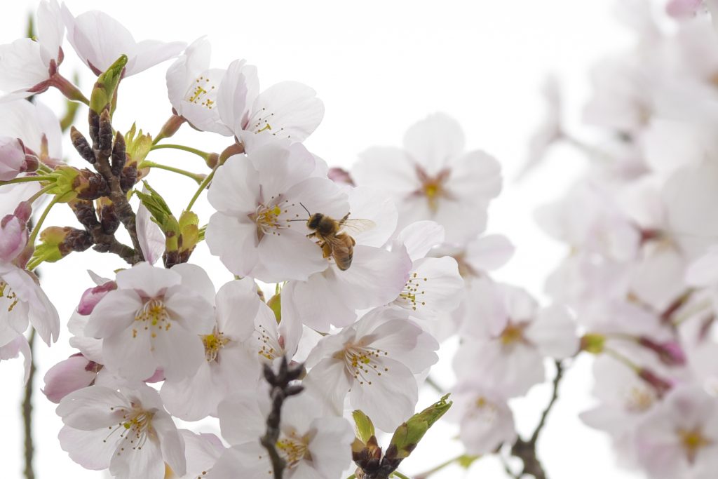 大学の桜