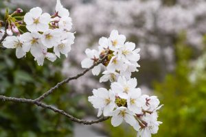 大学の桜