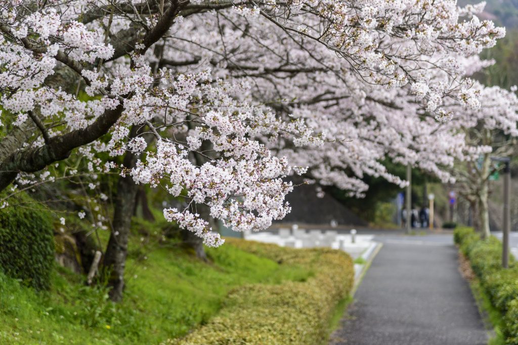 大学の桜