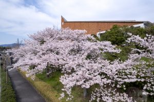 大学の桜