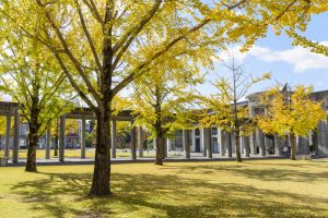 大学のイチョウ3