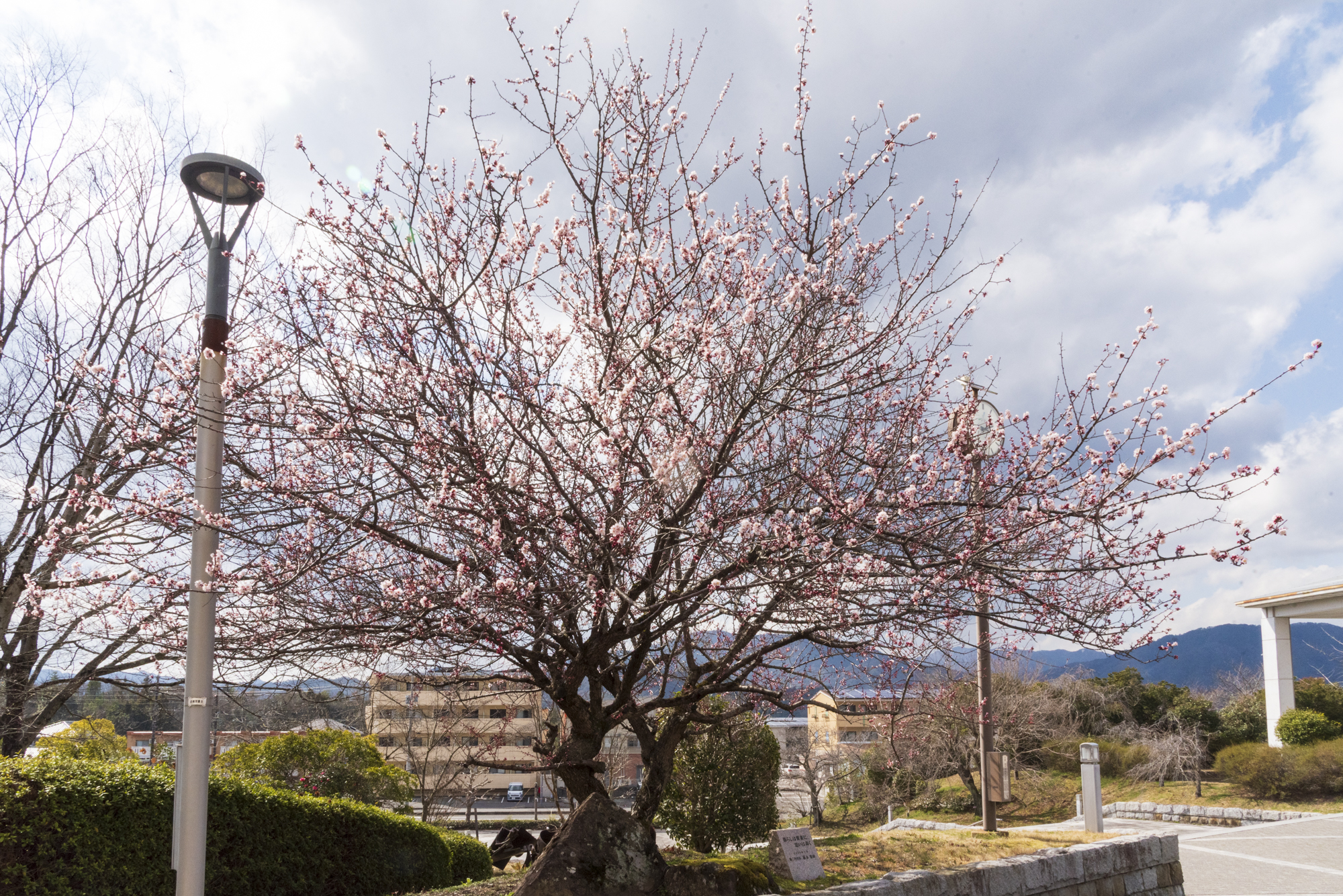 大学構内の梅