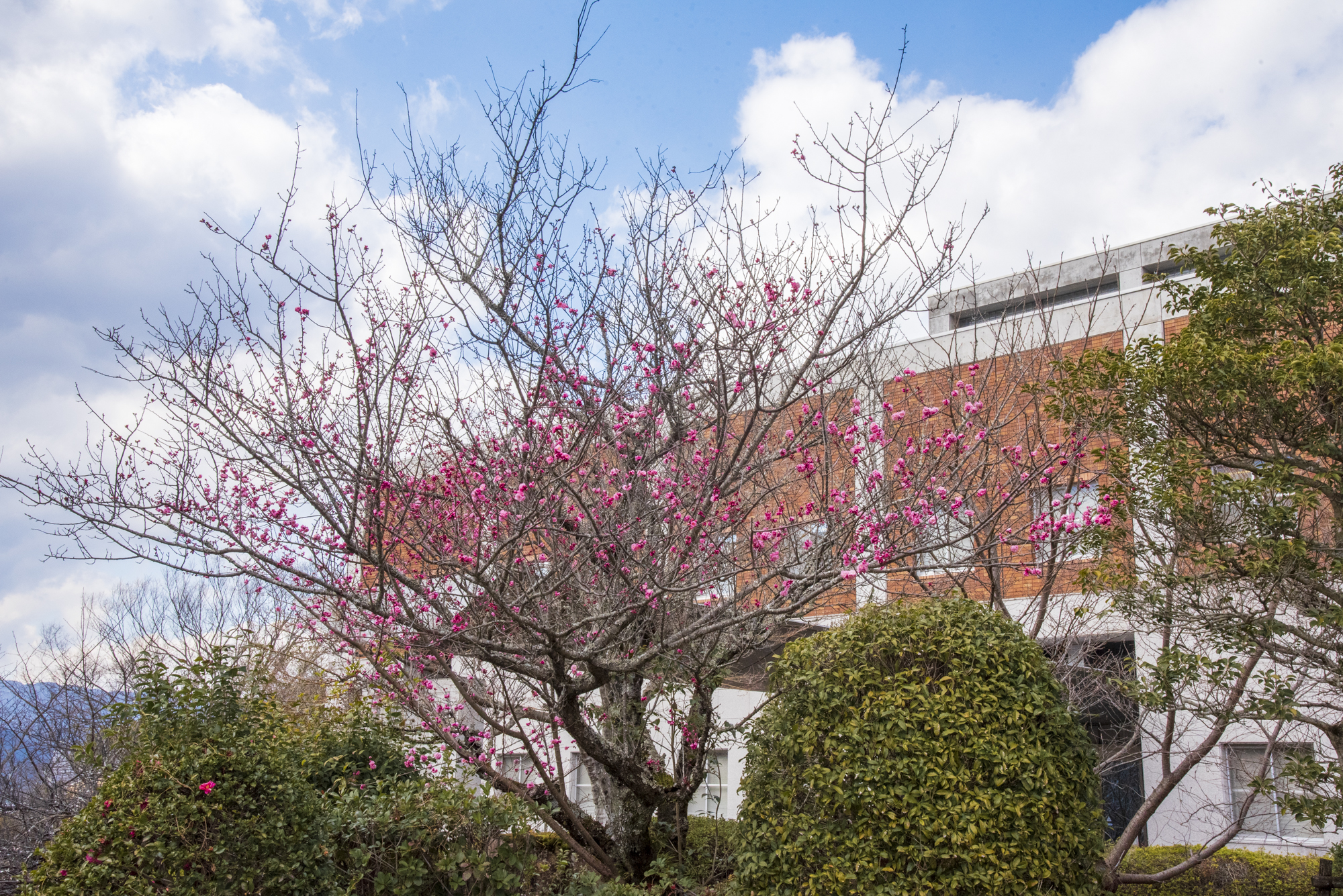 大学構内の梅