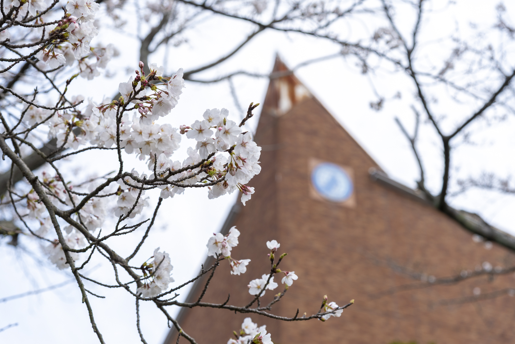 大学の桜