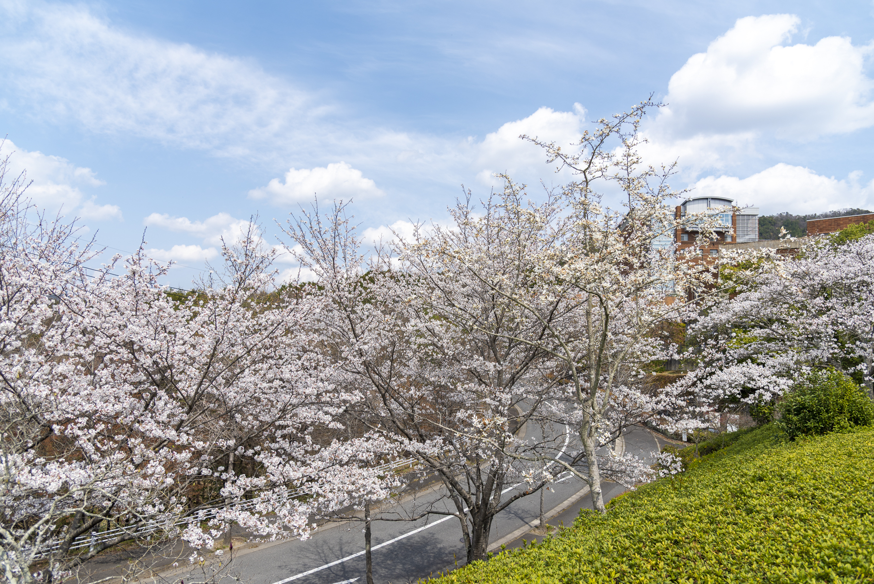 大学の桜