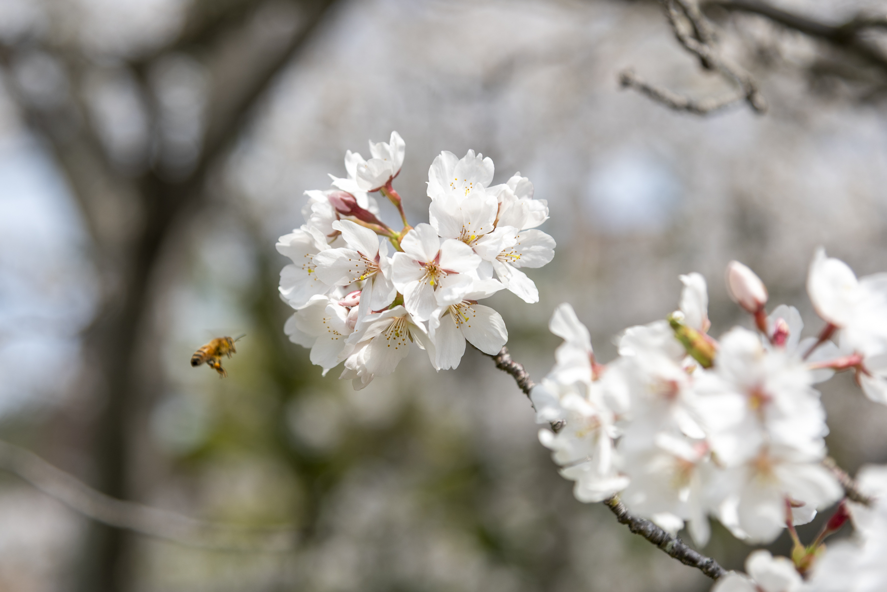 大学の桜