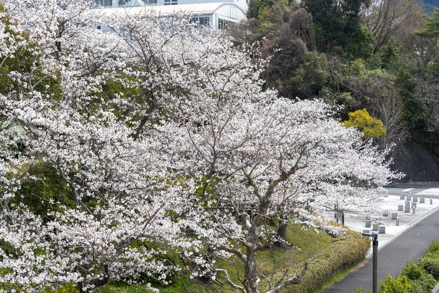 大学の桜