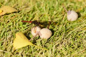 2025年11月6日に撮影された広島市立大学銀杏と赤とんぼ
