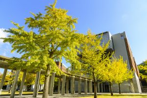 2025年11月6日に撮影された広島市立大学銀杏の様子