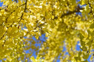 2025年11月6日に撮影された広島市立大学銀杏の様子