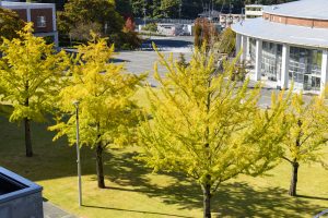 2025年11月6日に撮影された広島市立大学銀杏の様子