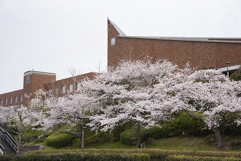 大学の桜