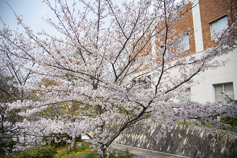 大学の桜