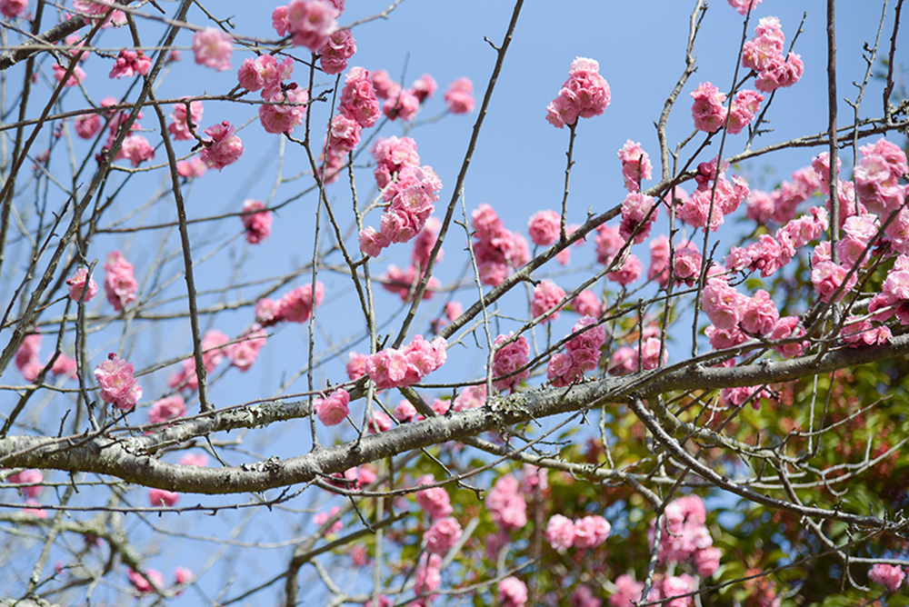 大学構内の梅
