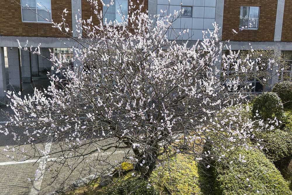 大学構内の梅