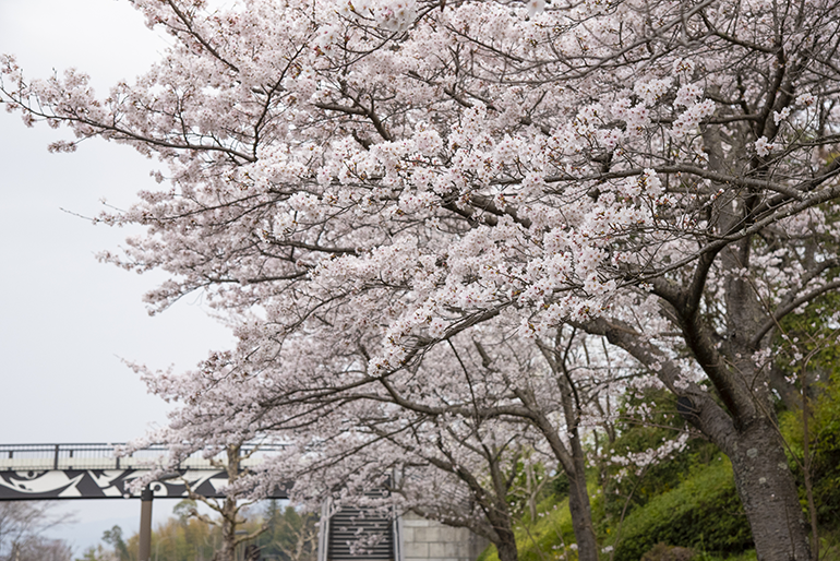 大学の桜
