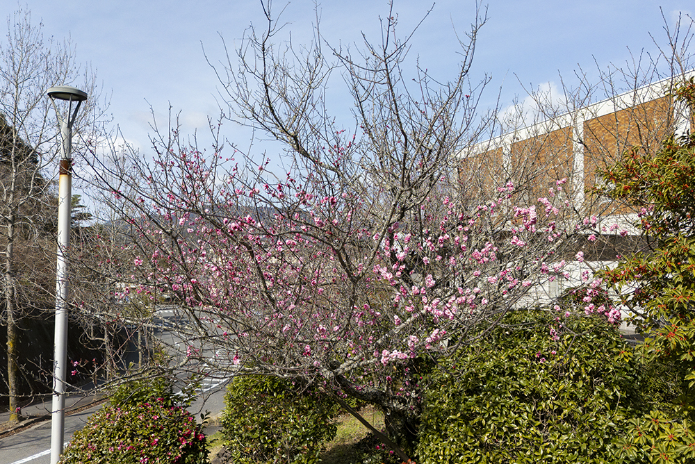 大学構内の梅